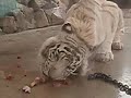 white tiger time of a meal 【ホワイトタイガー食事の時間】