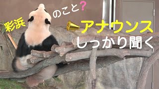 【彩浜🌈自分のアナウンス📣じゃないか気になる📷8/17】たぷたぷ背中/フリーズ/飼育員さんと目くばせ/寝顔コレクション/おやつ/桜浜🌸再登場/アドベンチャーワールド/ジャイアントパンダ/saihin