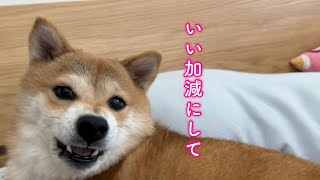 初めてパパのことを嫌いになりかけた柴犬が可愛い