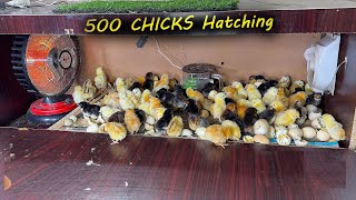 Homemade 500 EGGS INCUBATOR - Hatch TOO MANY CHICKS - Easy Egg Incubator