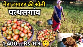 मेरा टमाटर🍅 की खेती ब्लोग / Pathalgaon tomato farmers / Jashpur / Chhattisgarh / Karam Dhurve vlogs