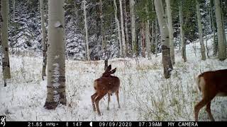 2019 BROWNING DEFENDER WIRELESS CELLULAR TRAIL CAMERA MOUNTAIN REVIEW