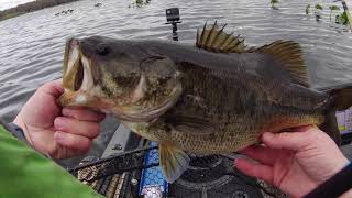 Lake Arbuckle, Florida KBF Trail Series 1 2023, How to Fish Lily Pads