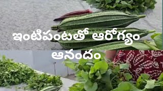 ఇలా పండించిన కూరగాయలతో ఆరోగ్యం ఆనందం