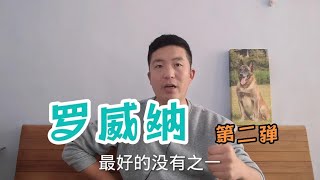 正八经的聊聊罗威纳犬