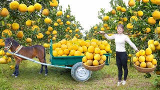 Use Horse Carriages To Harvesting Many Grapefruit Goes To Countryside Market Sell... Ly Tieu Toan