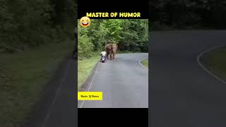 55 || எனக்கு ஒரு லட்சியம் இருக்குது மச்சான் #shortsfeed #animallovr #elephantlover #funny