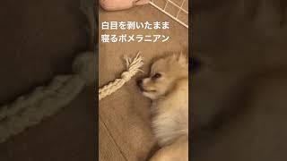 白目を剥いたまま寝るポメラニアン　#shorts #ポメラニアン #犬