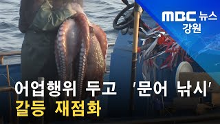 2022. 04. 01 [원주MBC] 어업행위 두고  '문어 낚시' 갈등 재점화