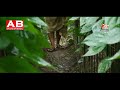 পান চাষ কিভাবে করতে হয় বাংলাদেশী পানের বরজ betel cultivation method in bangladesh.