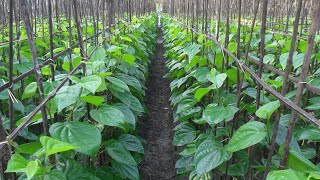 পান চাষ কিভাবে করতে হয় - বাংলাদেশী পানের বরজ - Betel cultivation method in Bangladesh.