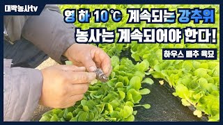 [올에이 배추] 하우스배추. 영하의 날씨에도 농사는 계속되어야 합니다. 하우스배추 육묘 성공비결은? #올에이 #배추 #모종관리 #korea #winter