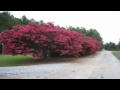 dwarf pink crape myrtle for sale