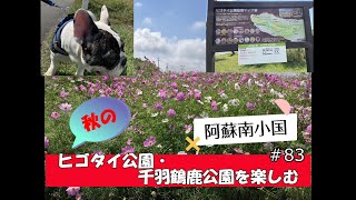 #83「コスモスの季節！阿蘇南小国ヒゴタイ公園と千羽鶴鹿公園で愛犬と遊ぶ」