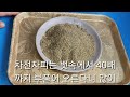 차전자피가루 만드는법 질경이 씨앗 ♤변비개선 ☆다이어트효과~