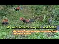 Mikat AYAM HUTAN super GAN4S // JERAT sampai LUDES