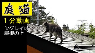 【庭猫】１分動画・シグレイは屋根の上