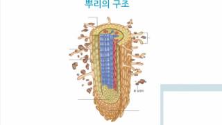 (거꾸로수업-과학)중1 4.광합성 1. 뿌리에서 물의 흡수 방법