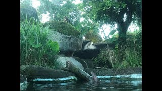 「金莎」完勝野生獼猴~母性堅強官方認證