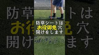 防草シートお役御免あとはクラピアで雑草抑制 #Shorts