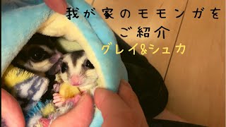 我が家のモモンガ をご紹介します