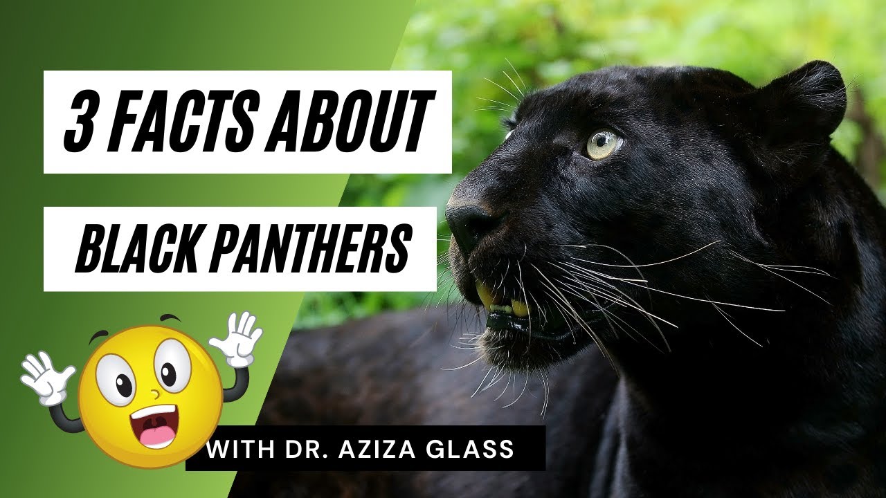 Facts About The Black Panthers | WikiHow Fun