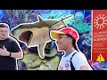 California Academy of Sciences Tour in San Francisco | baby shark egg, aquarium,  indoor rainforest