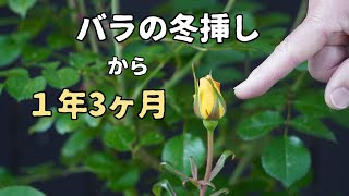 バラの冬挿しから１年3ヶ月後 初めての開花までもう一息