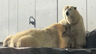 20181126:今日の円山動物園