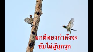 นกตีทองไล่นกหัวขวานด่าง coppersmith barbet