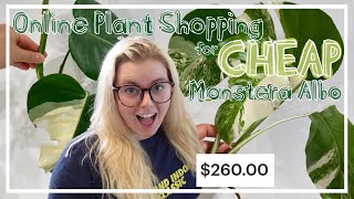 Online Plant Shopping For CHEAP Monstera Albo! \