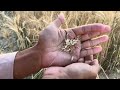 manual wheat harvesting hand ribbing wheat grains golden grain unveiling the secrets of wheat