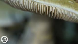 This Mushroom Starts Killing You Before You Even Realize It | Deep Look