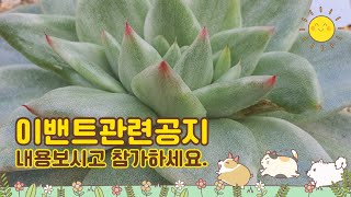 2월23일 ㅡ정원다육ㅡ 즐거운 이벵공지와 초저렴이로 구독자님들께 인사드립니다. 정원댁010.7370.2040