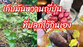 วิธีเก็บมันหวานญี่ปุ่นที่ปลูกไว้กินเอง | บุญส่ง Channel