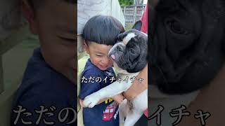 【犬の面白動画】感動の結末‼︎大爆笑の壁ドンチャレンジ!!#子犬 #子供 #ペット