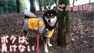 ごんたいむ 大嫌いなハーネス＆カッパを着せられる犬 黒柴ゴン太の悲劇