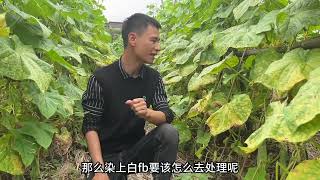 黄瓜染上白粉病，处理方法很简单，轻轻松松搞定，绿色环保又安全