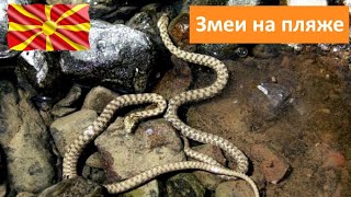 Купаемся вместе со змеями / Охрид / Северная Македония