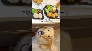 コロッケとコロッケのコロッケ作るよ〜！#ゴールデンレトリバー #大型犬