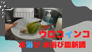 ウロコインコ水浴び　水浴び皿新調