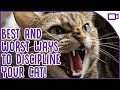 How to Discipline Your Cat - Best and Worst Ways!