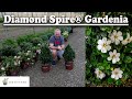 Diamond Spire® Gardenia - New Plant Alert - Fragrant Flowers