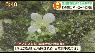 ”Jチャン＋”特集『奄美 幻の花は－ パトロールに同行』(5月20日(水)放送)