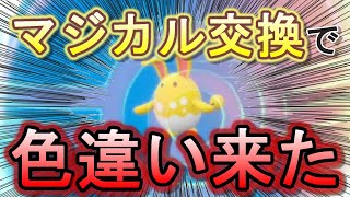 マジカル交換してたら色違いマリルリ来たwww【ポケモンSV】