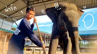 บัวอยากช่วยหัวจังเลยครับ❗️⚠️ 😂elephant