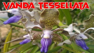 VANDA TESSELLATA | වැන්ඩා ඕකිඩ්