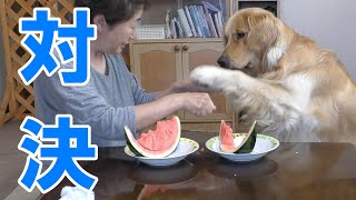 【早食い対決シリーズ＃3】志村けんも驚愕！スイカを食べない【Golden Retriever Leon 3 years old.】