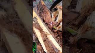 #viralvideo #villagevlog #naturelovers #coconut #stemborer #adult #stage #heavyloose to #famers