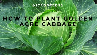 Microgreens: How To Plant Golden Acre Cabbage With Worms For Maximum Growth